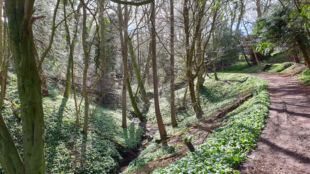 Castle Eden Dene