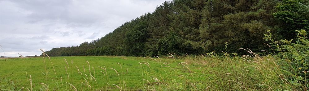 Scots Dike (Part of the Scotland-England border)
