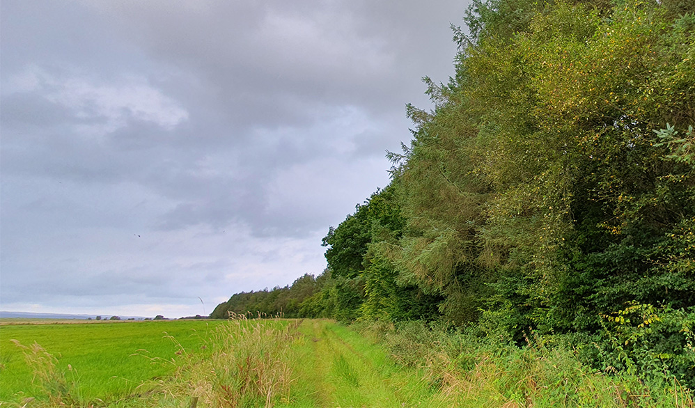 Scots Dike (Part of the Scotland-England border)