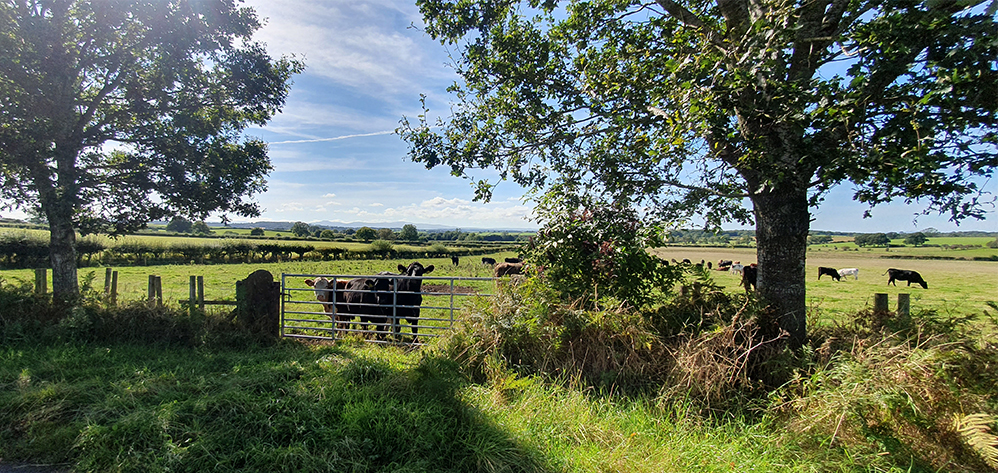 Eden valley view between Cumwhitton and Heads Nook